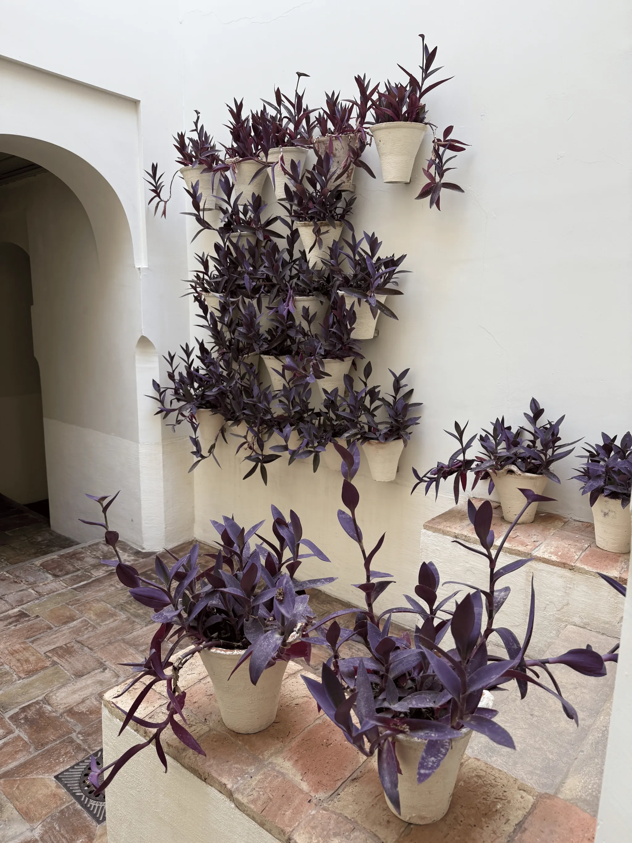 Purple plants in white pots in Cordoba, Spain